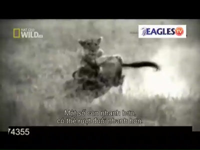 Eagles TV